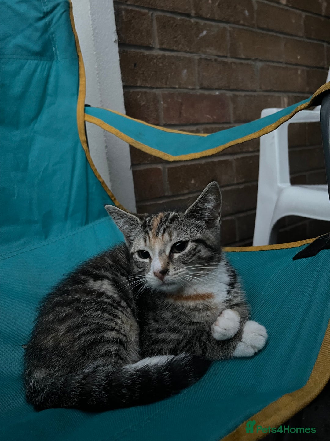 Mixed Breed cats for sale: FEMALE KITTEN - microchipped, flea&worm treated!  - Image 22