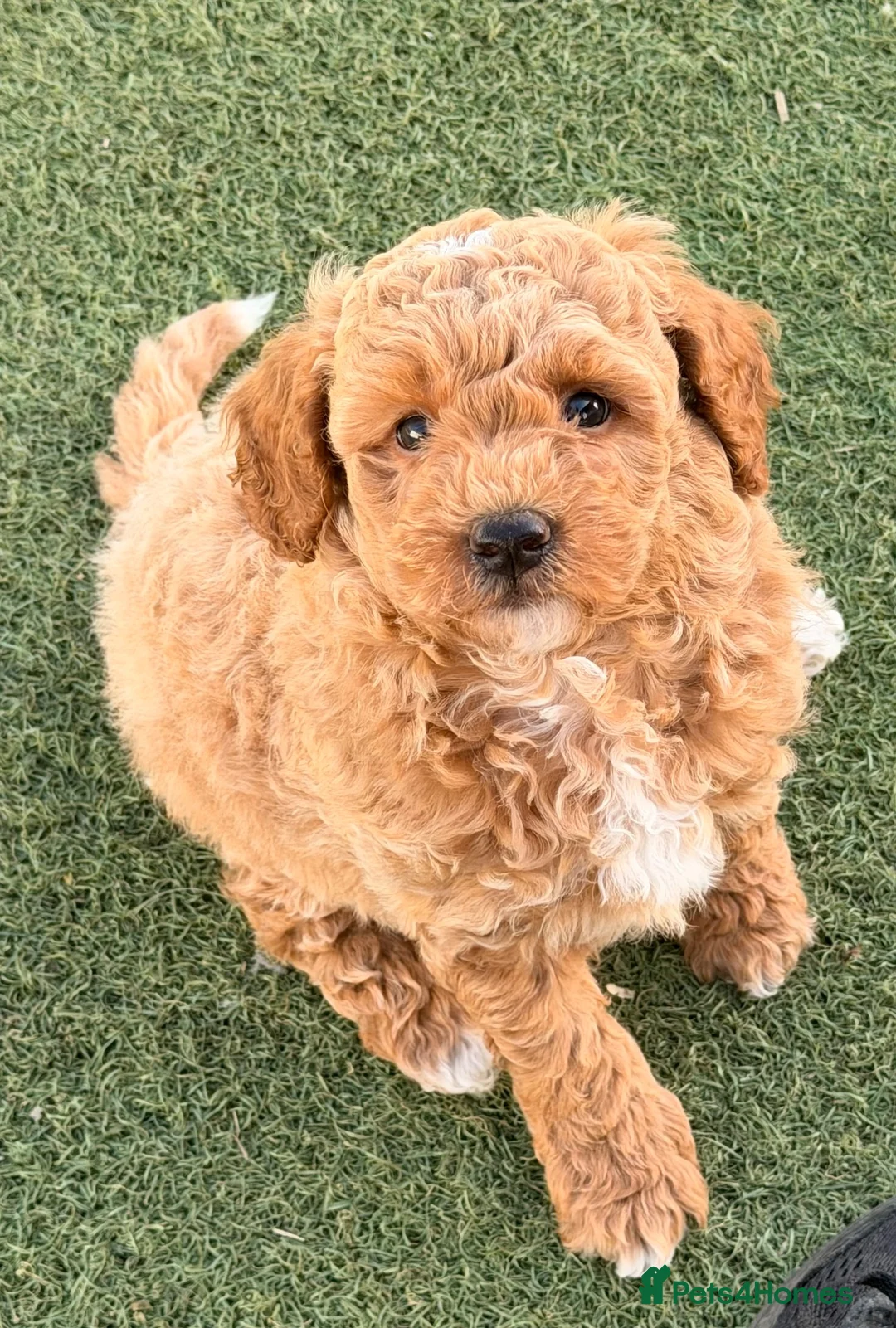 Poochon dogs for sale: Gorgeous Poochon boys ready now - Advert 1