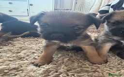 Border Terrier dogs for sale: Border terrier pups - Image 26
