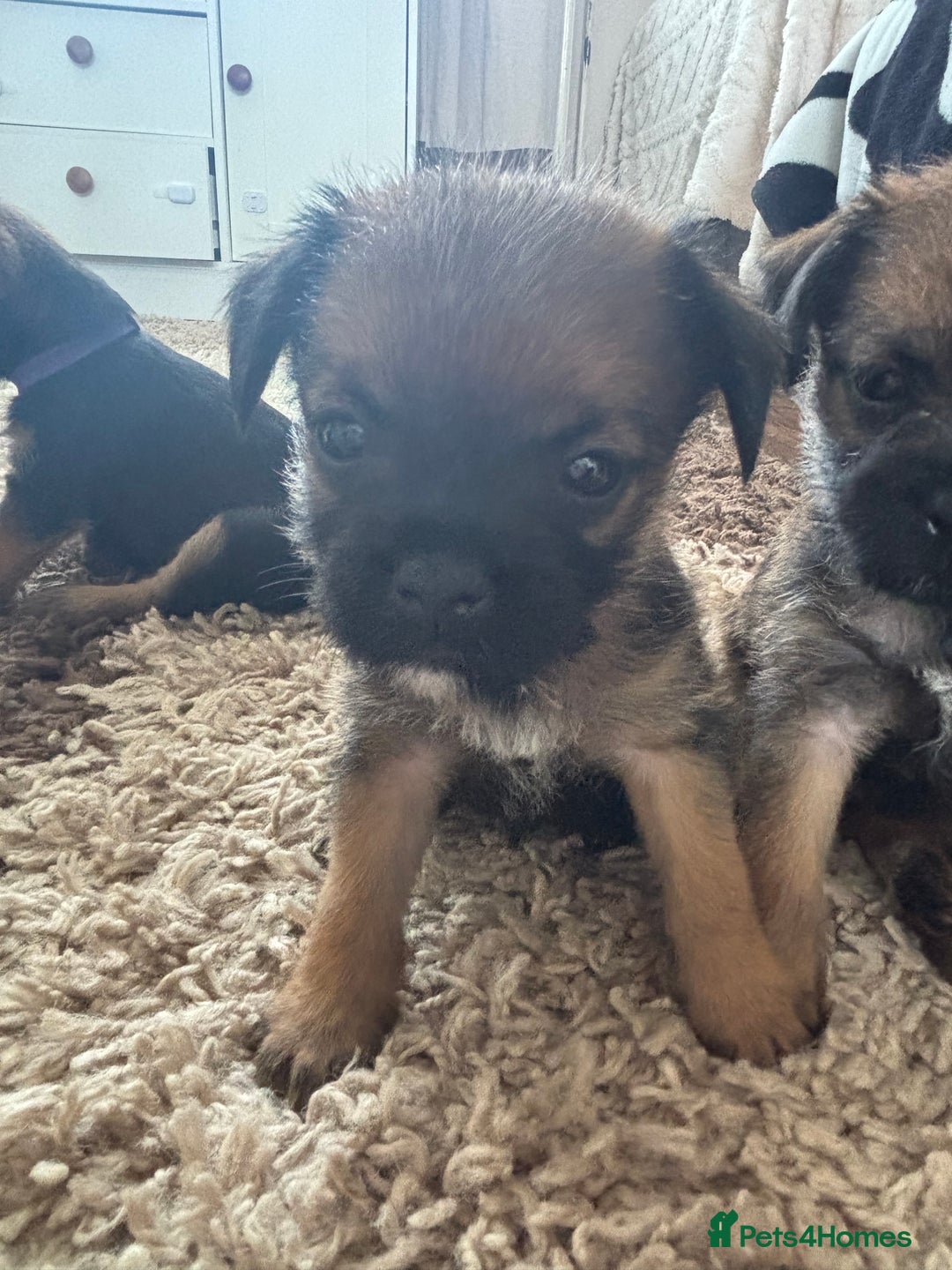 Border Terrier dogs for sale: Border terrier pups - Image 26