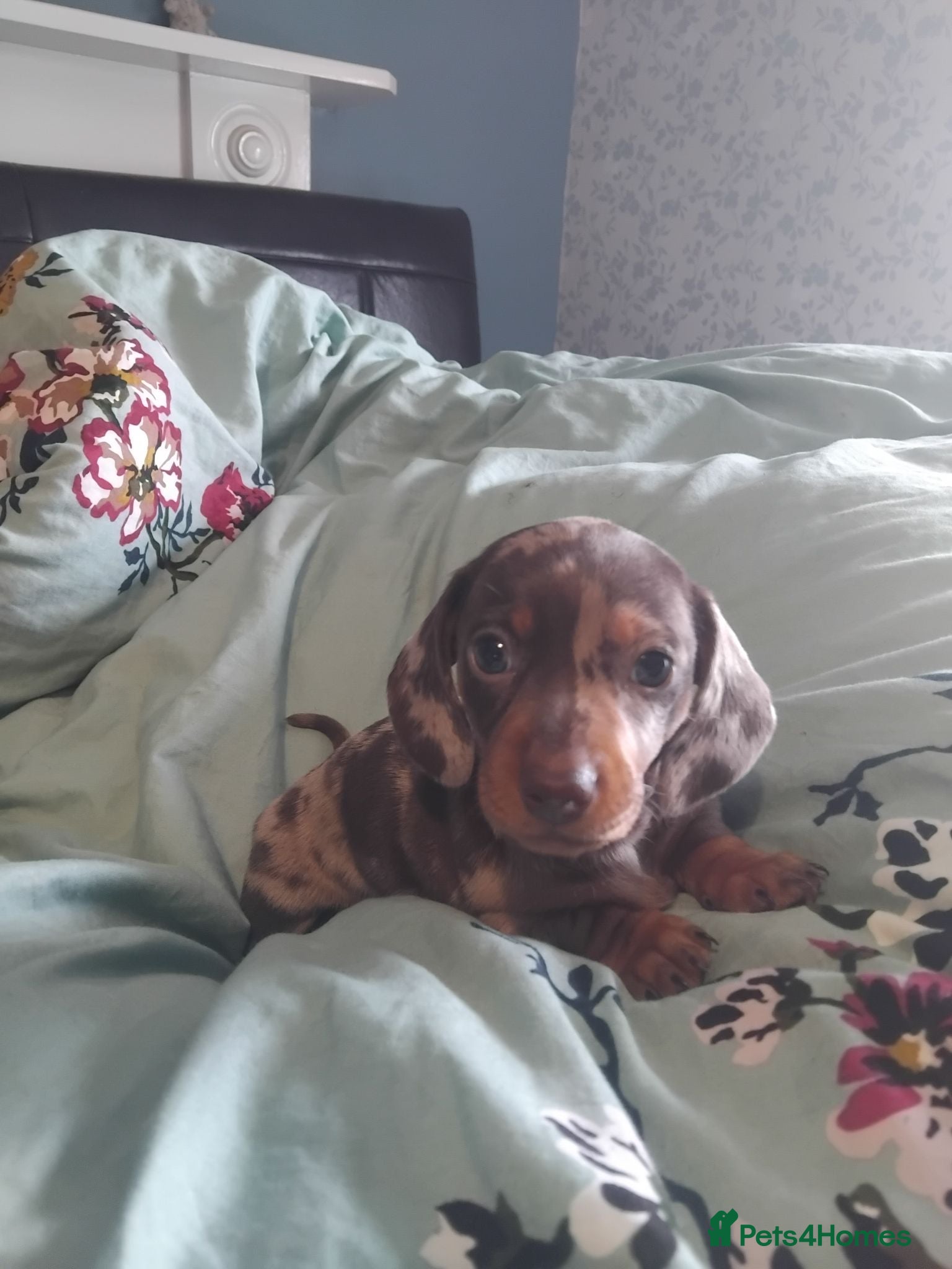 Miniature Dachshund dogs Kc registered miniature dachshund puppies - Advert 1