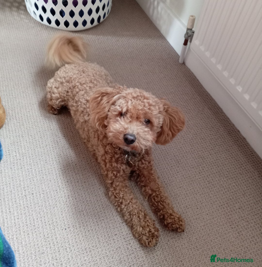 Maltipoo dogs for sale: Golden Maltipoos  - Image 1