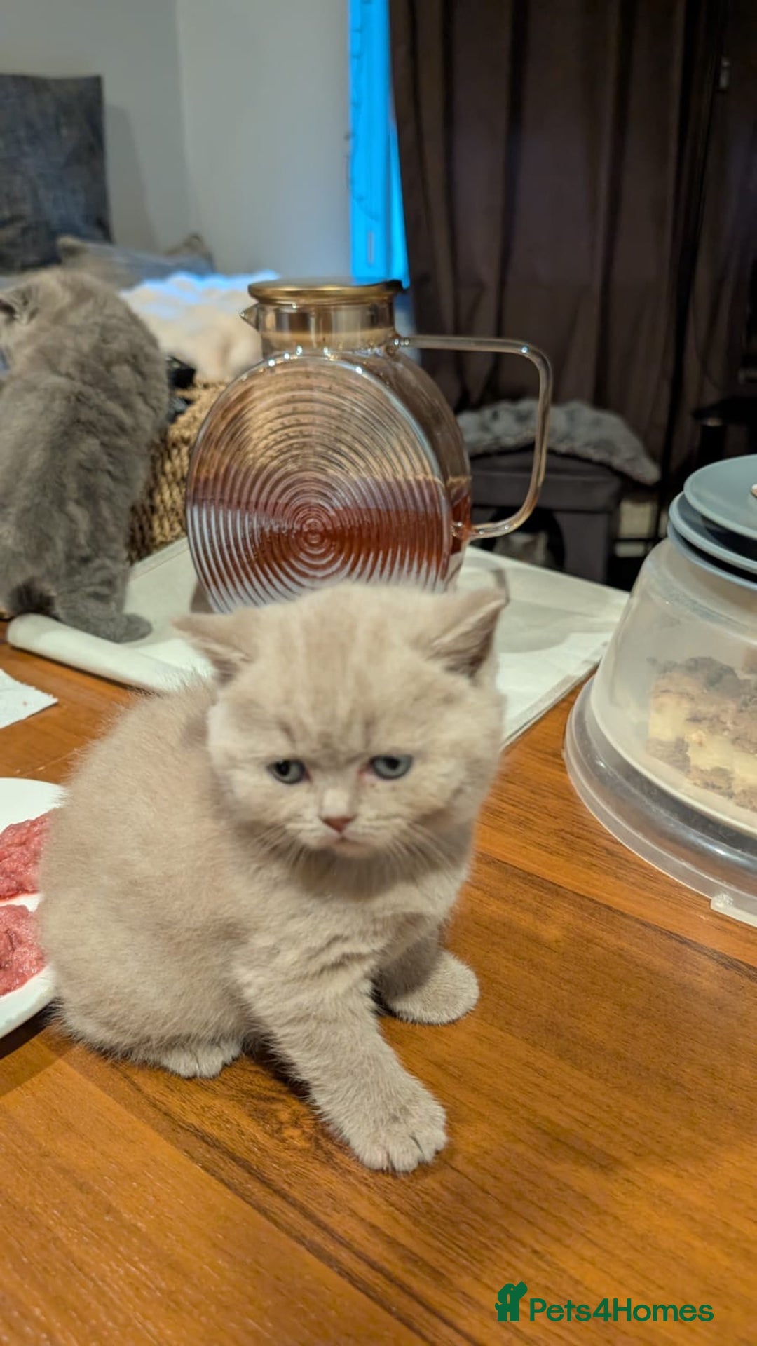 British Shorthair cats for sale: Multi-colour GCCF British Shorthair kittens  - Advert 33