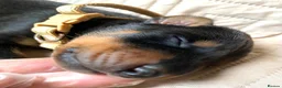 Dobermann dogs for sale: KC REGISTERED DOBERMAN PUPS - Advert 15