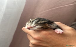 Mixed Breed cats for sale: Beautiful Tabby Kittens For Sale  - Image 5