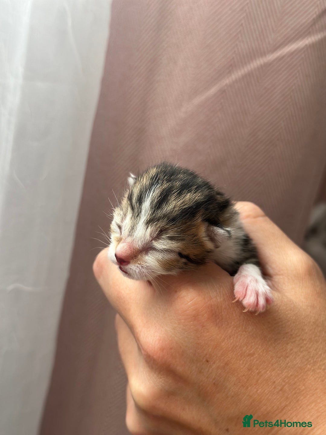 Mixed Breed cats for sale: Beautiful Tabby Kittens For Sale  - Image 5