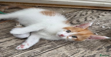Maine Coon cats - Advert 15