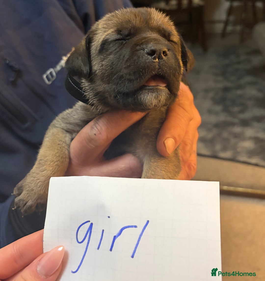 Mixed Breed dogs for sale: canecorso pups - Advert 6