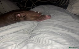 Mixed Breed dogs for sale: Fred  - Image 2