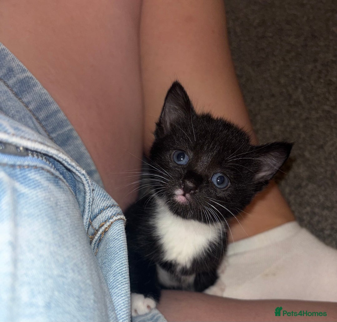 Mixed Breed cats for sale: 4 boy kittens left - Image 10