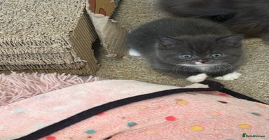 British Shorthair cats - Advert 1