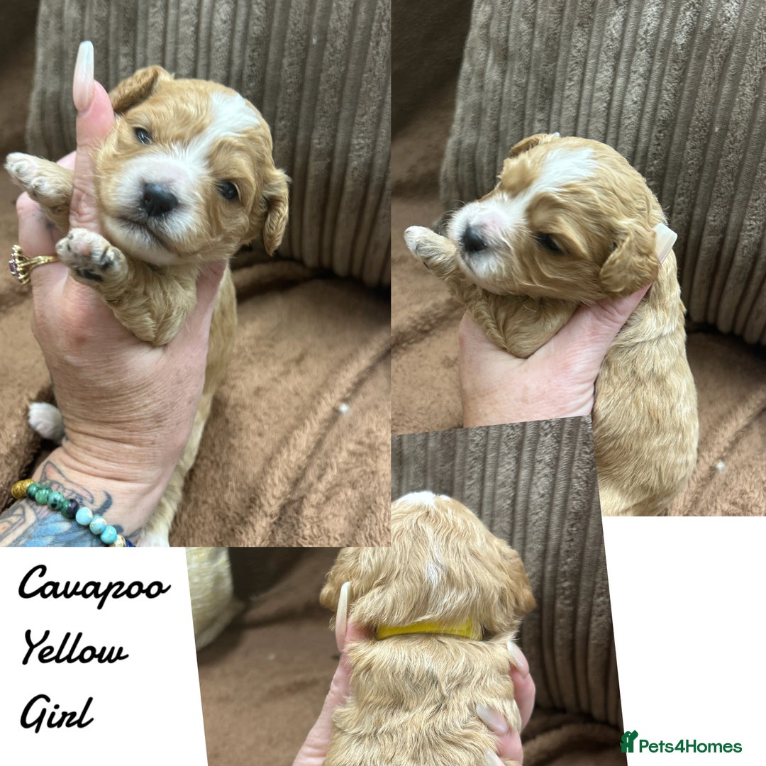 Cavapoo dogs for sale: Beautiful fully DNA tested Cavapoo's  - Image 9