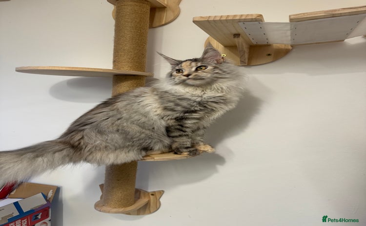 Maine Coon cats - Advert 1