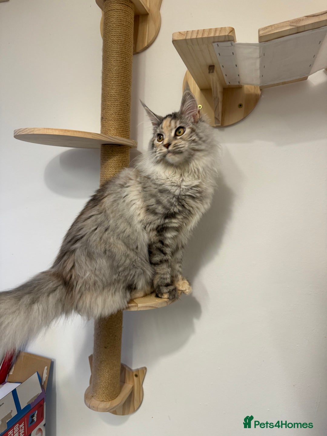 Maine Coon cats for sale: Maine coon - Image 1