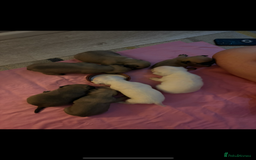 Frug dogs for sale: 3/4 frenchie 1/4 pug pups for sale  - Image 10