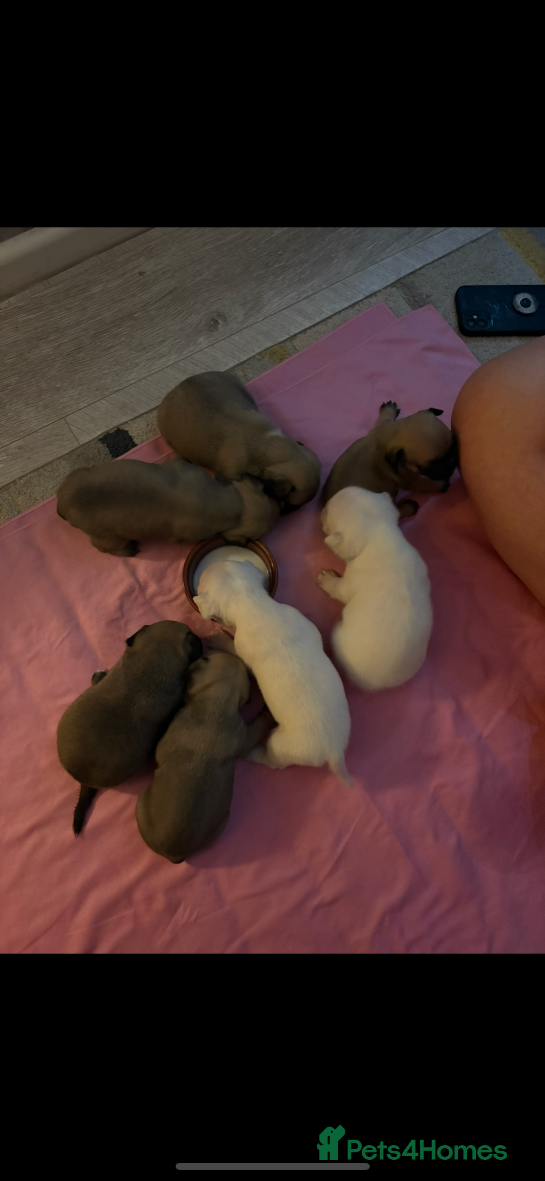 Frug dogs for sale: 3/4 frenchie 1/4 pug pups for sale  - Image 10