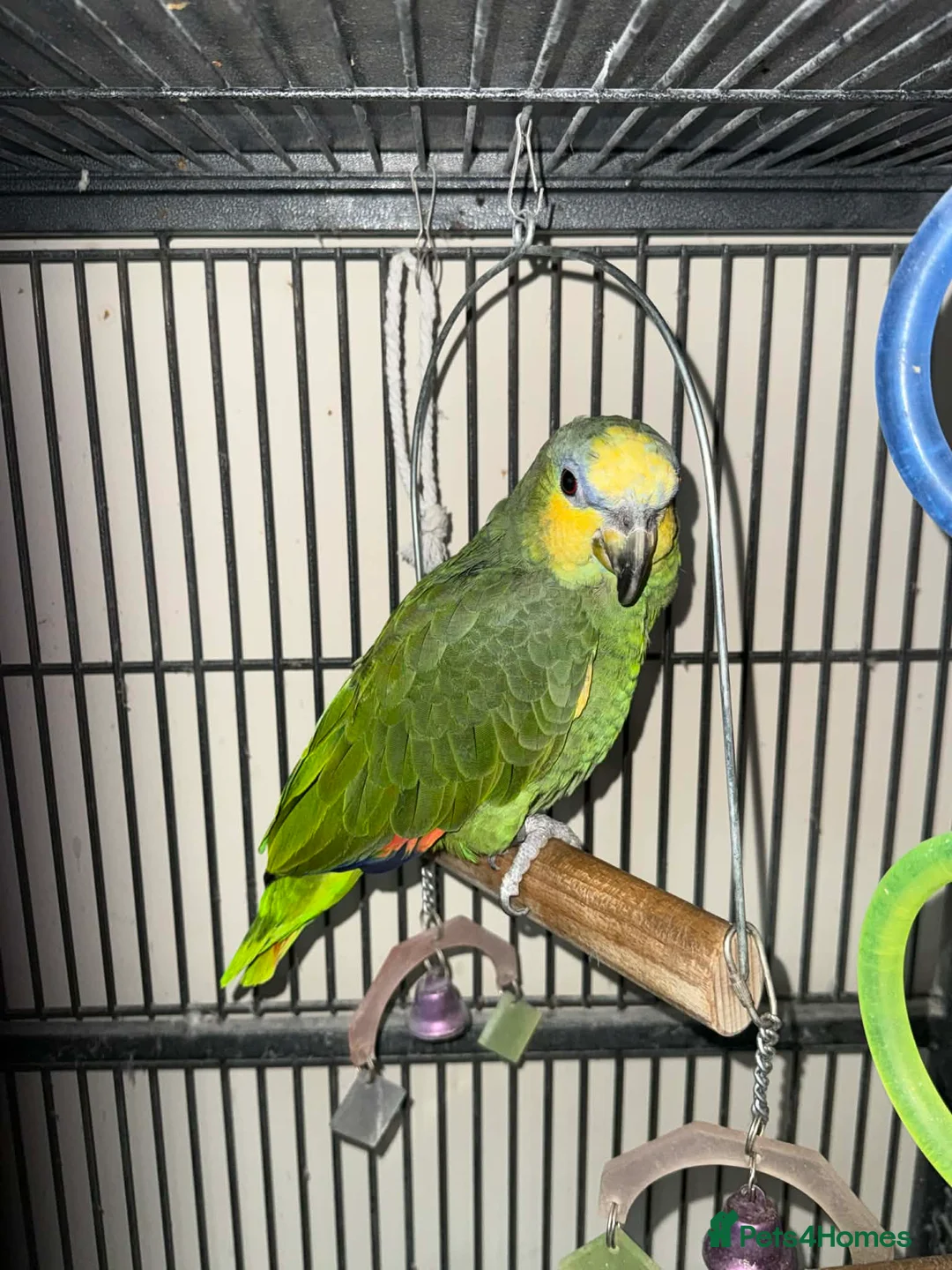 Parrots birds for sale: Amazon parrot for sale - Advert 2