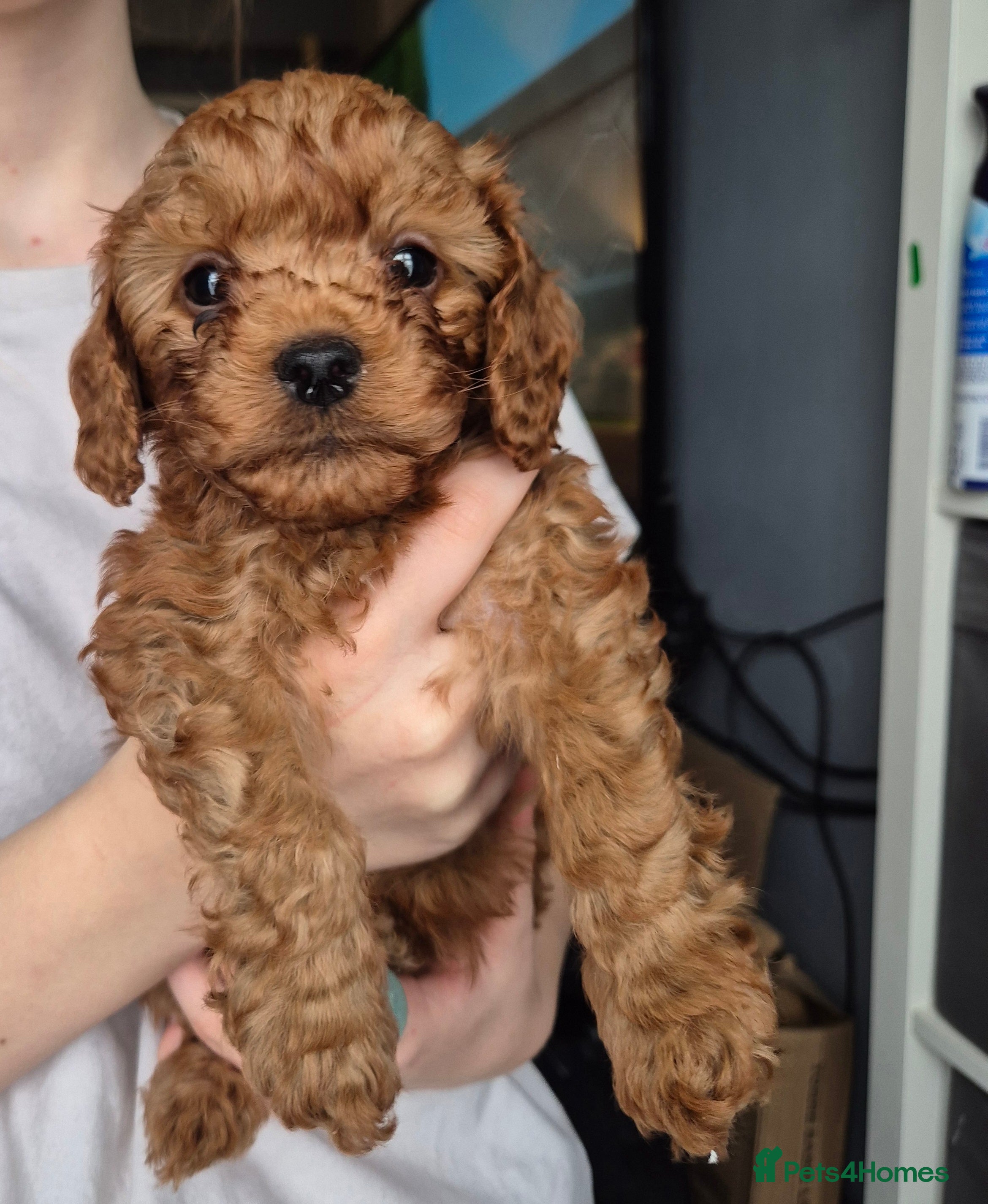 Cavapoo dogs TINY TOY CAVAPOO HEALTH TESTED 1 TINY BOY LEFT  - Advert 7