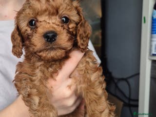 Cavapoo dogs TINY TOY CAVAPOO HEALTH TESTED 1 TINY BOY LEFT - Advert 15