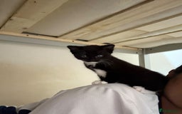 Maine Coon cats for sale: Adorable Maine Coon Mix Kittens for Sale! - Image 5