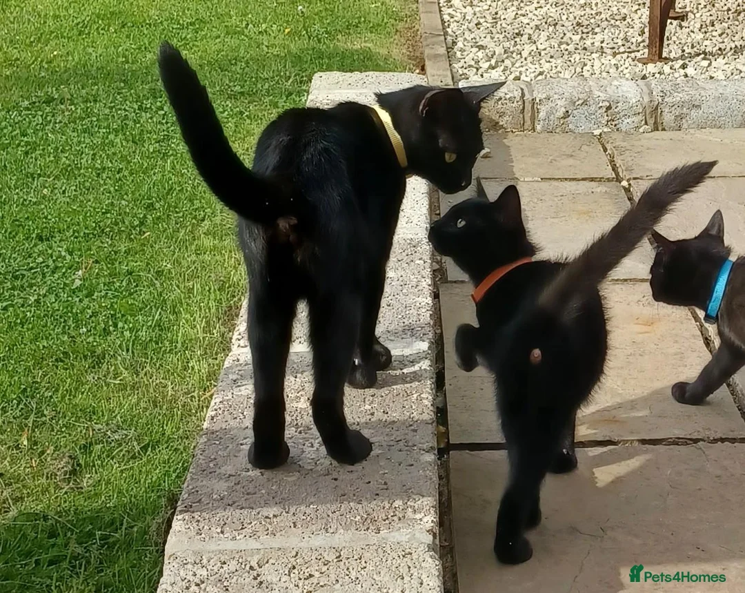 British Shorthair cats for sale: Cute 12 Week Old Female Kitten Looking For A Home - Advert 2