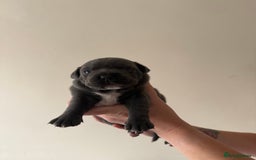 Staffordshire Bull Terrier dogs for sale: Blue Staffordshire bull terriers - Image 5