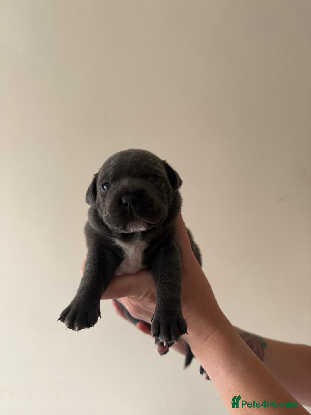 Staffordshire Bull Terrier dogs for sale: Blue Staffordshire bull terriers - Image 5
