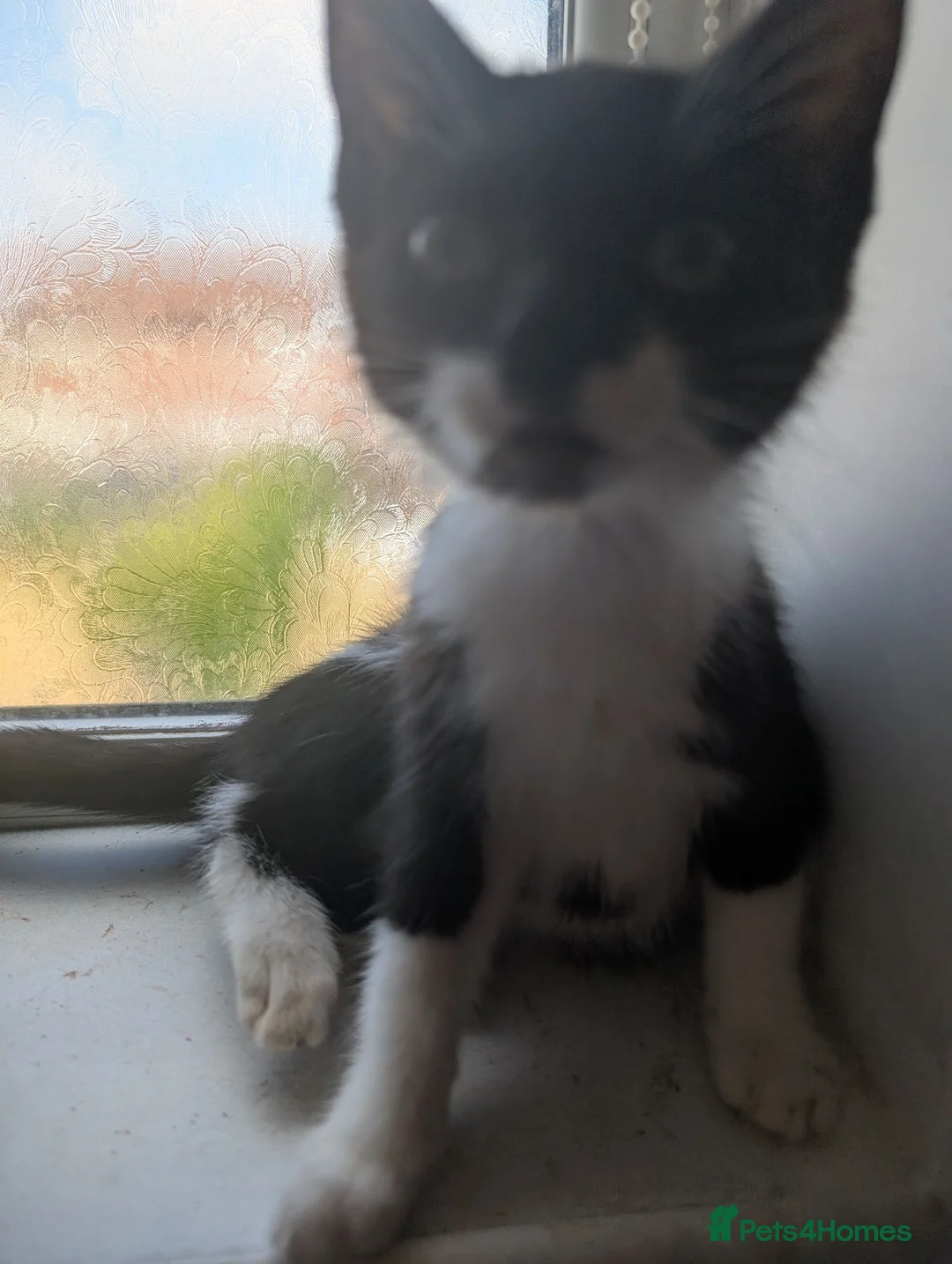 Mixed Breed cats for sale: Kittens in Nottingham - Advert 4
