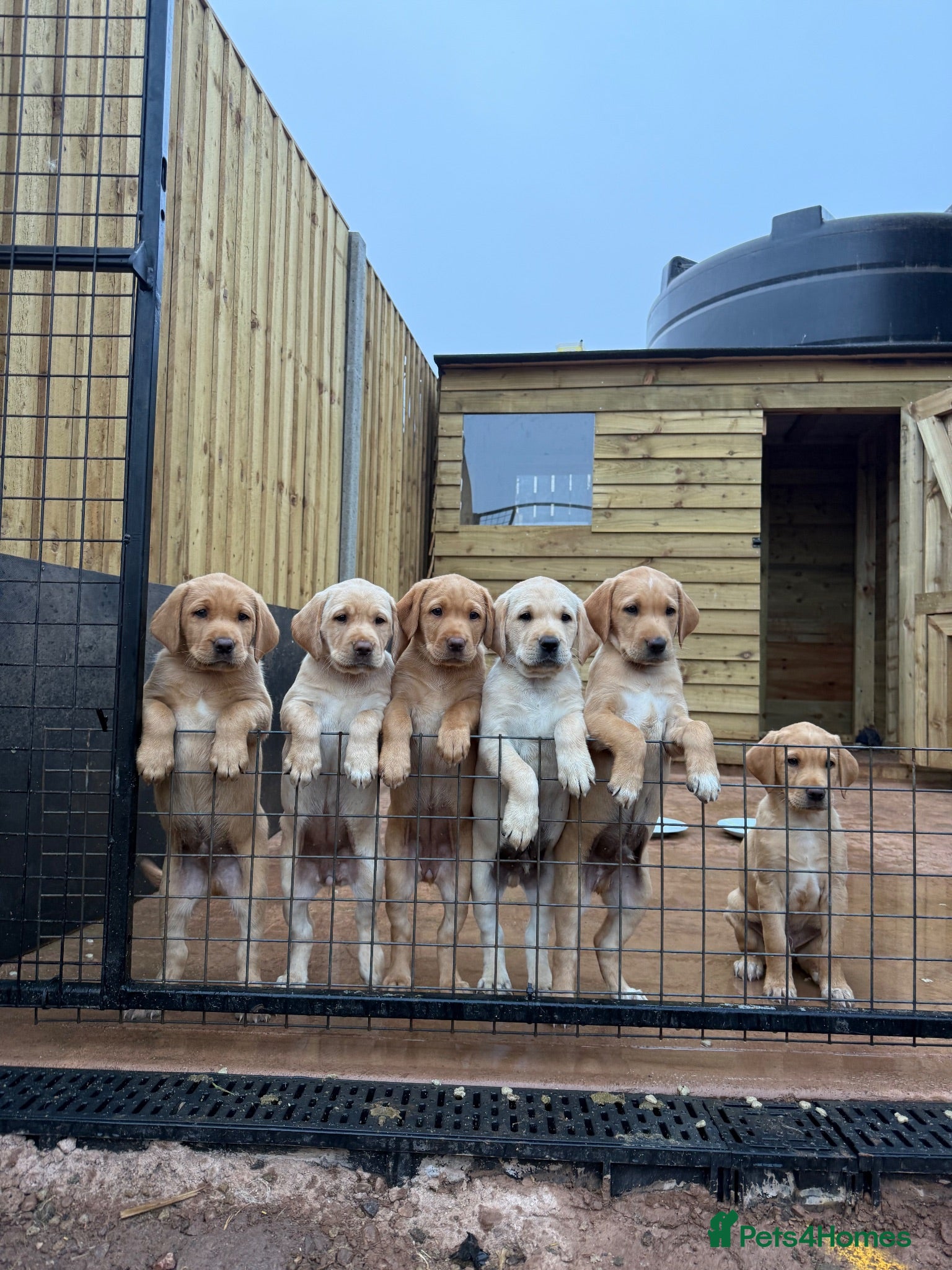 Golden Retriever dogs 2 gorgeous Labrador puppies  - Advert 2