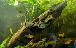 Tetras fish for sale: 12x Black Phantom tetras - Image 1
