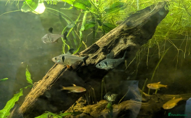 Tetras fish - Advert 1