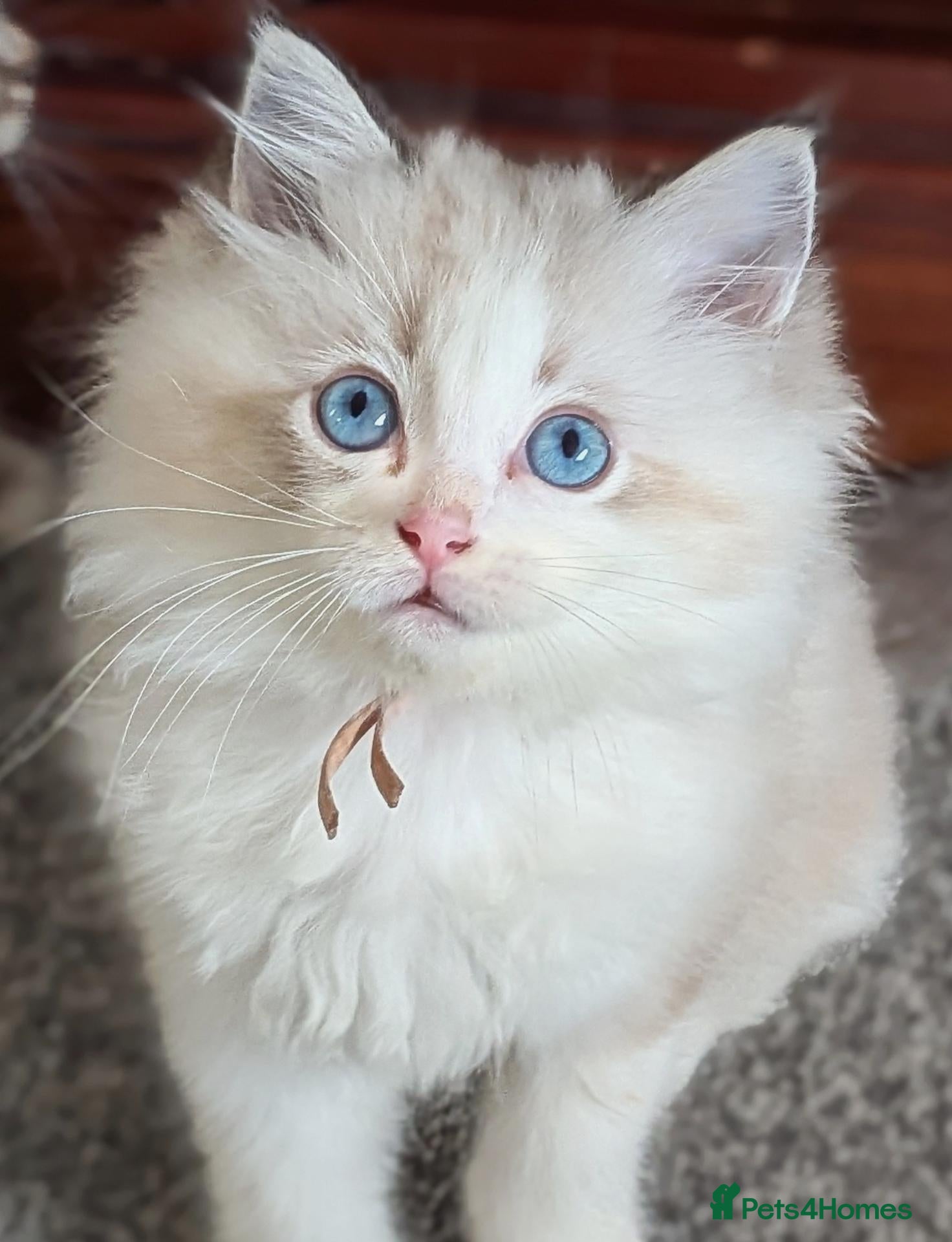 Ragdoll cats 🏆 GCCF Champion Ragdolls • Active Considered - Advert 2