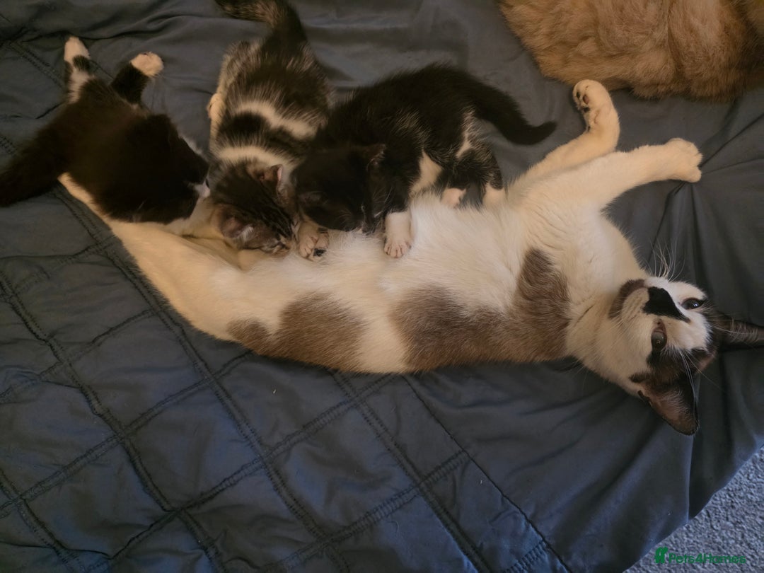 Mixed Breed cats for sale: 3 adorable kittens. Mum is half ragdoll - Advert 1