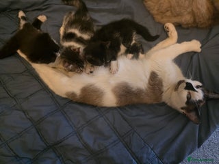 Mixed Breed cats 3 adorable kittens. Mum is half ragdoll - Advert 1