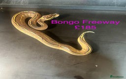 Python Snake reptiles for sale: Ball/royal pythons  - Image 17