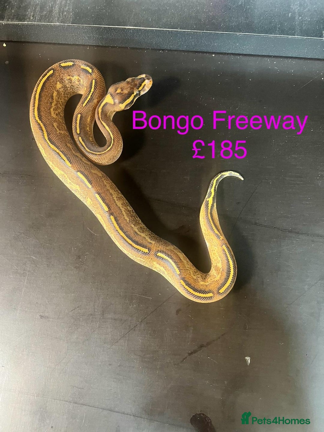 Python Snake reptiles for sale: Ball/royal pythons  - Image 17