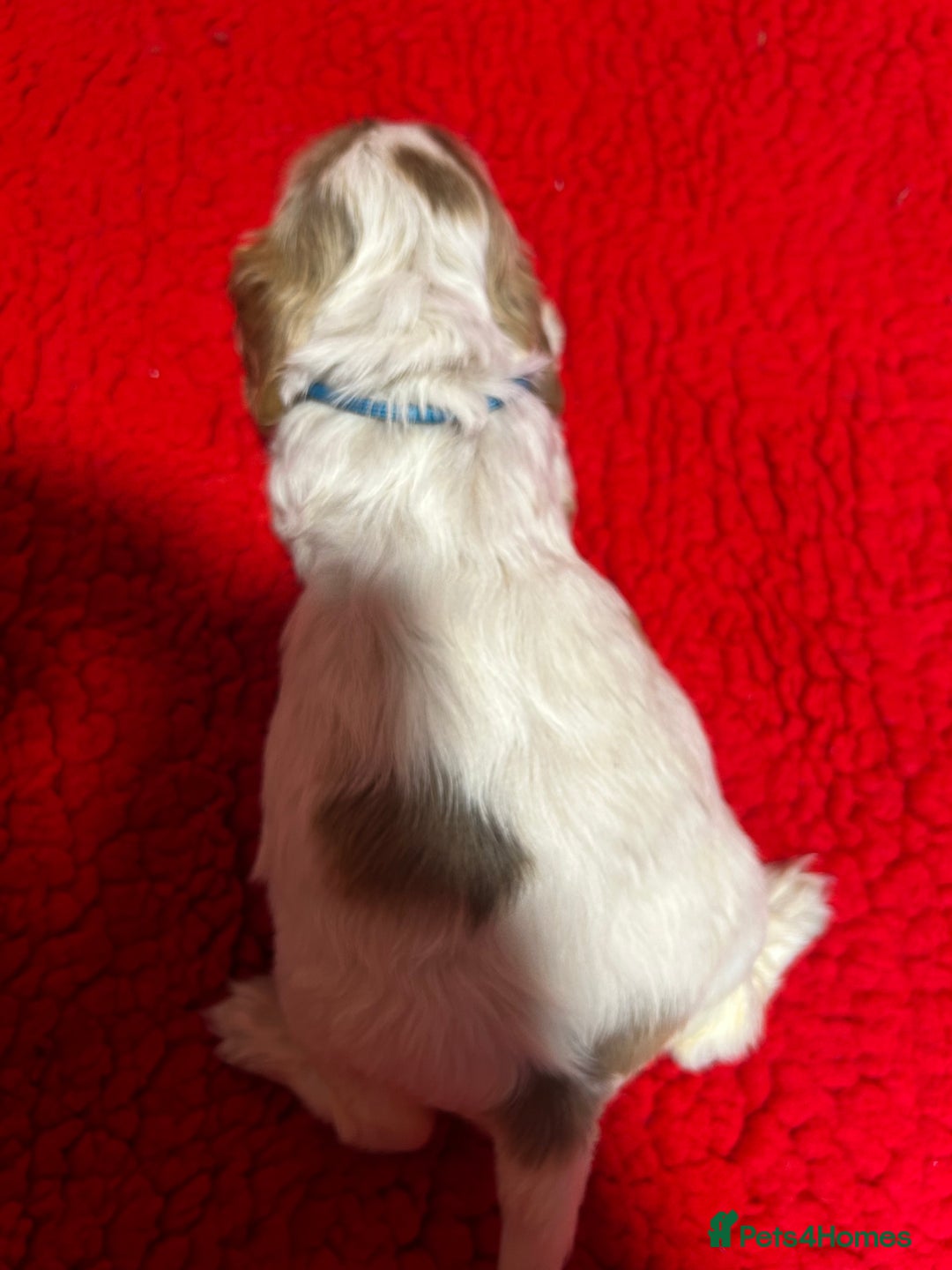 Cocker Spaniel dogs for sale: KC Registered show type cocker spaniel puppies.  - Advert 21