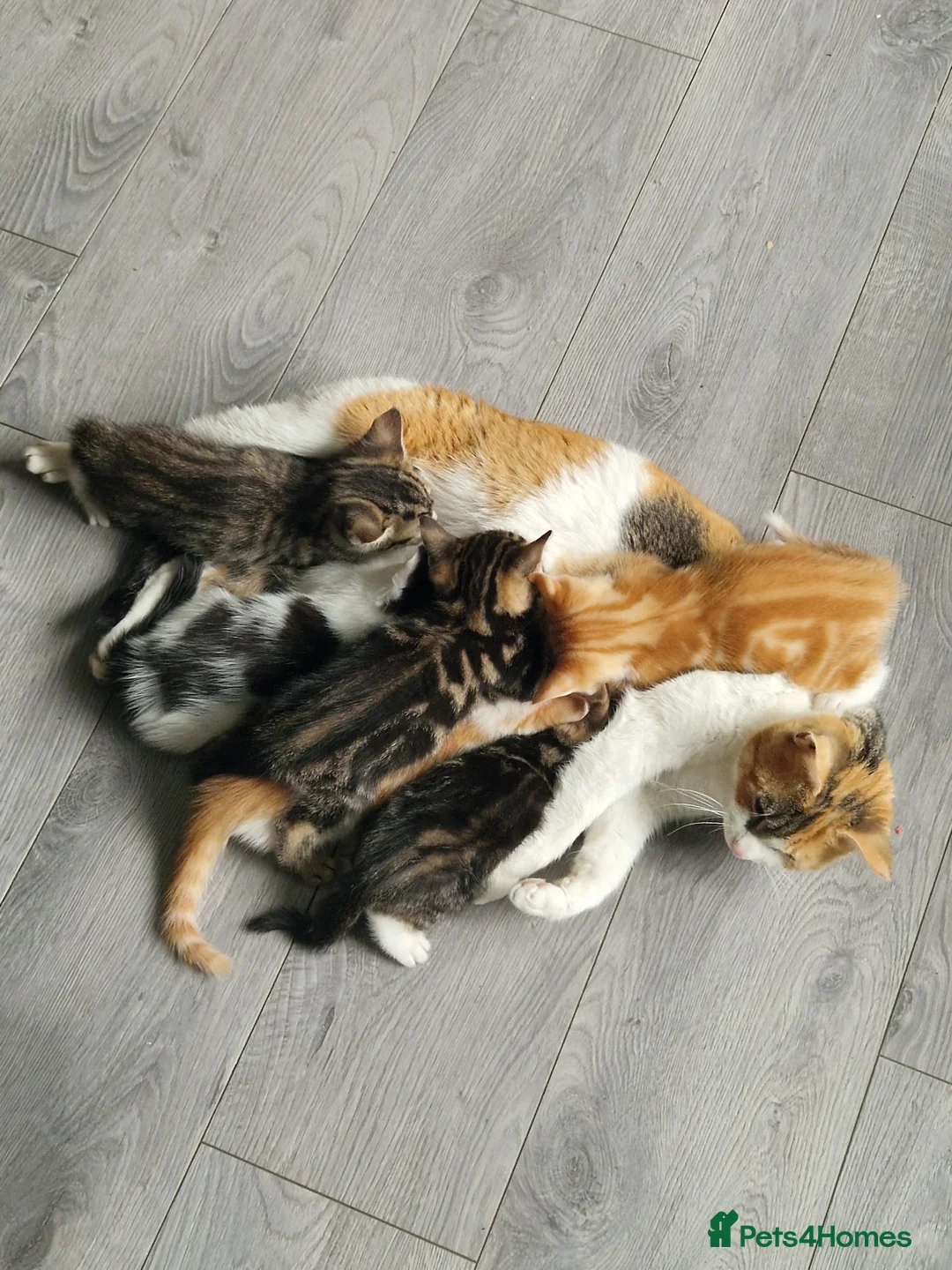 British Shorthair cats for sale: Ginger male - Advert 1