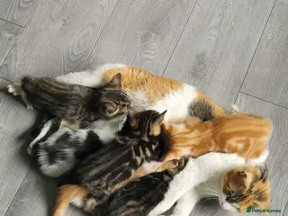 British Shorthair cats Ginger male - Advert 2