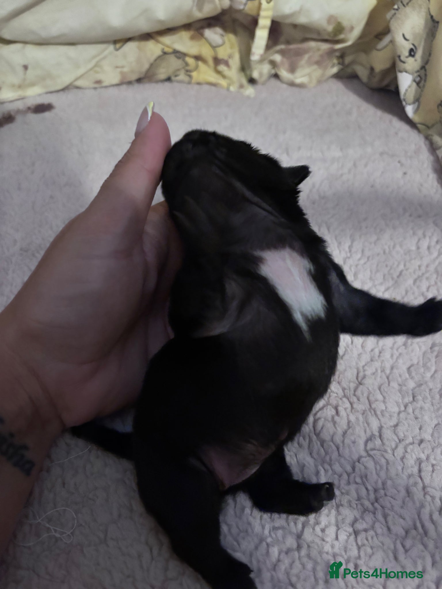 Pug dogs KC registered black pug puppies - Advert 2