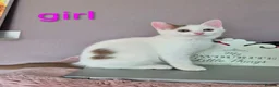 Munchkin cats for sale: Beautiful Munchkin kittens  - Advert 26