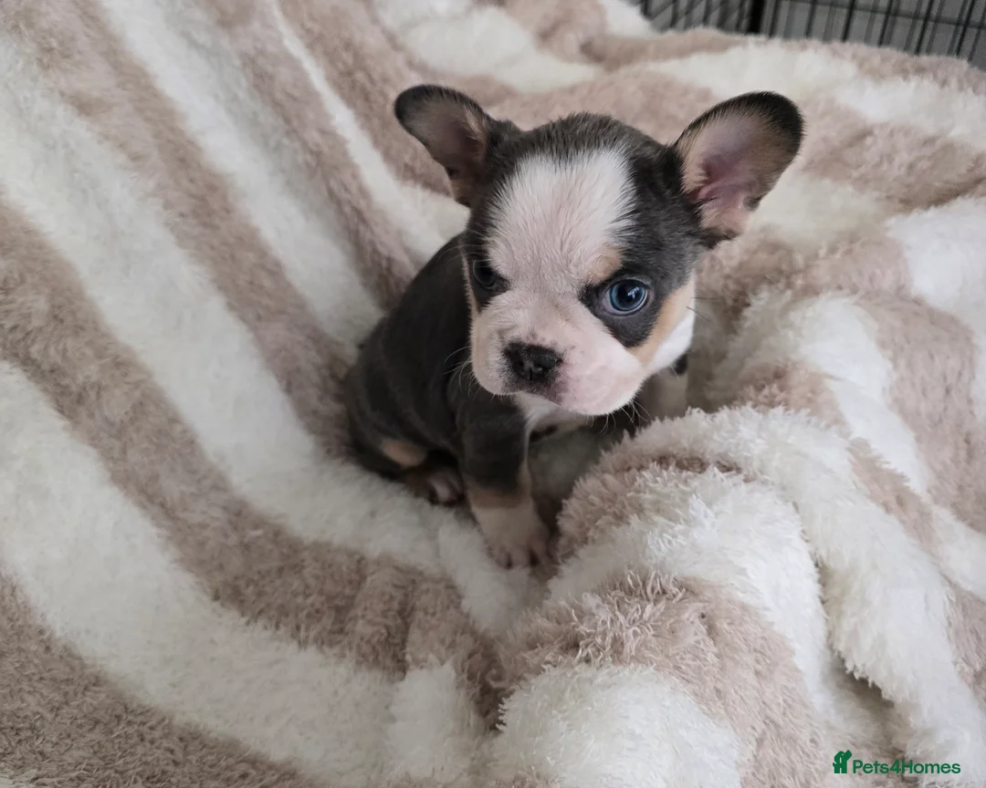 French Bulldog dogs for sale: Beautiful Frenchie Pups Available  - Advert 12