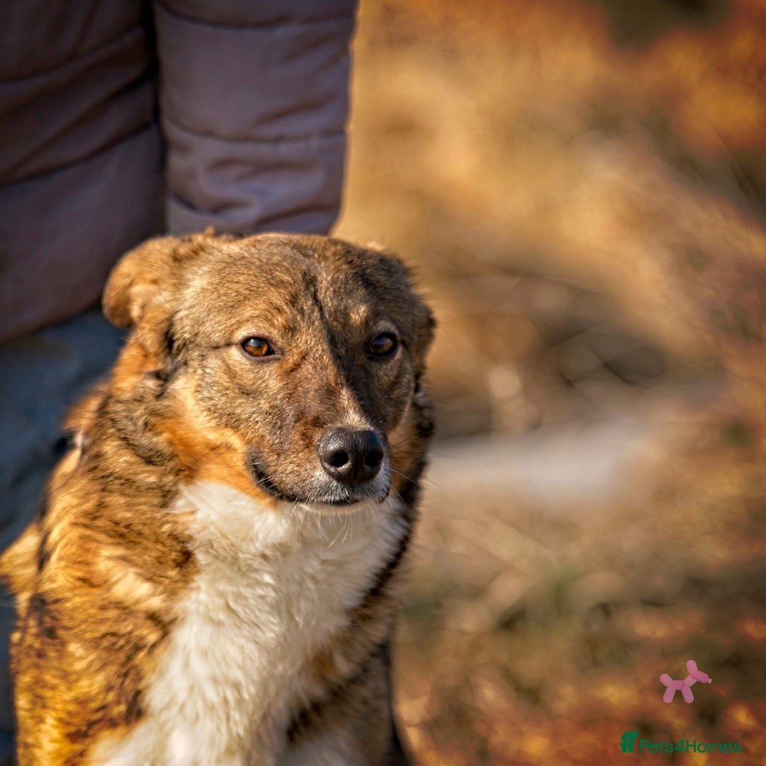 Mixed Breed dogs for adoption: SOMA - a Lovely young Boy, for a Loving Home - Image 3