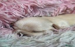 Chihuahua dogs for sale: Puppies chihuahuas 1 boy and 2 little princesses  - Image 6