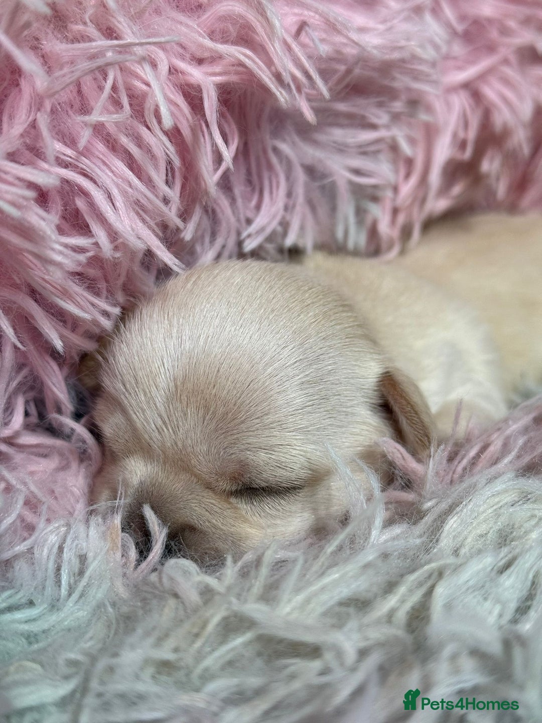 Chihuahua dogs for sale: Puppies chihuahuas 1 boy and 2 little princesses  - Image 6