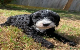 Cockapoo dogs for sale: Beautiful cockapoo puppies for sale - Image 8