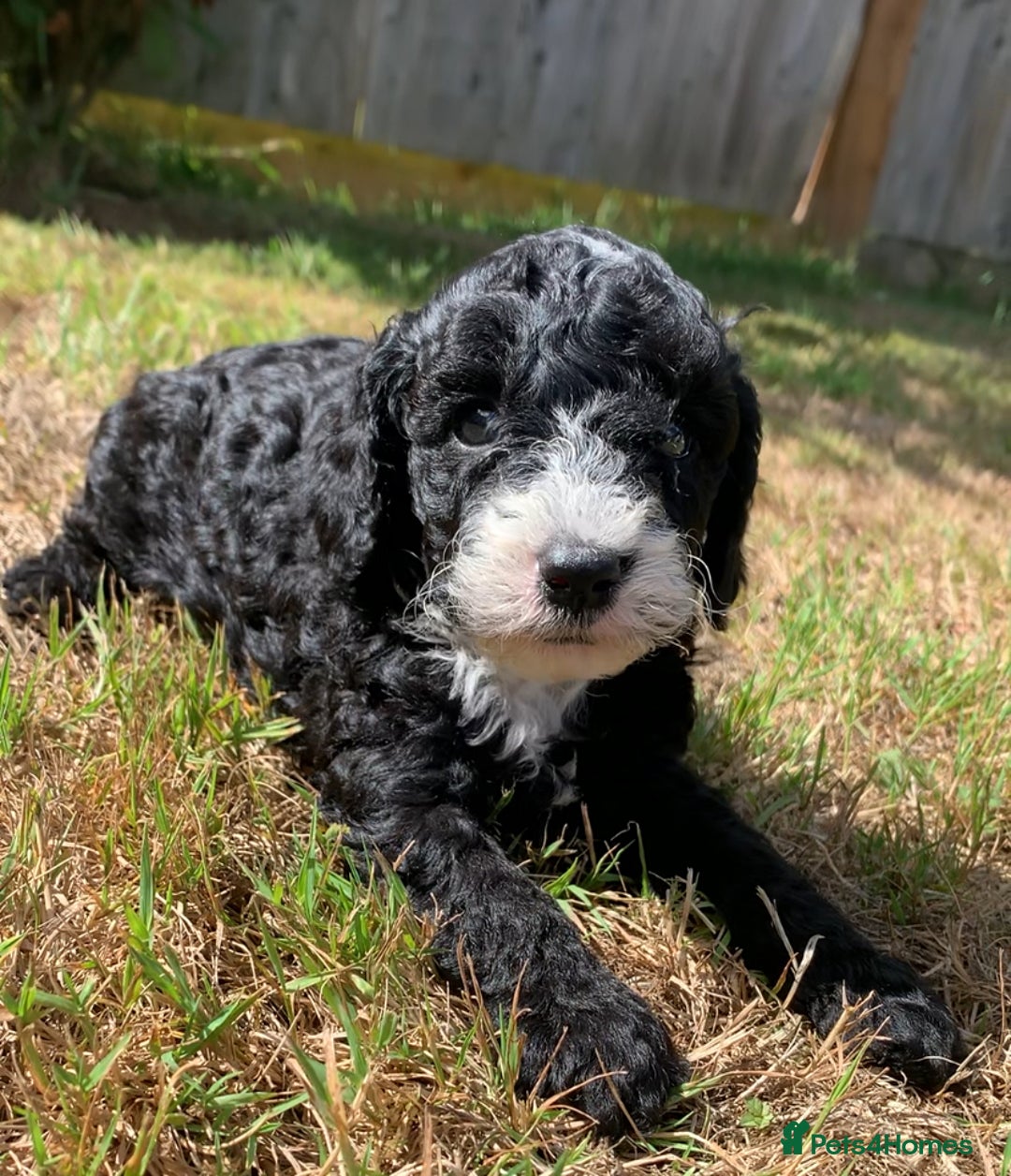 Cockapoo dogs for sale: Beautiful cockapoo puppies for sale - Image 8