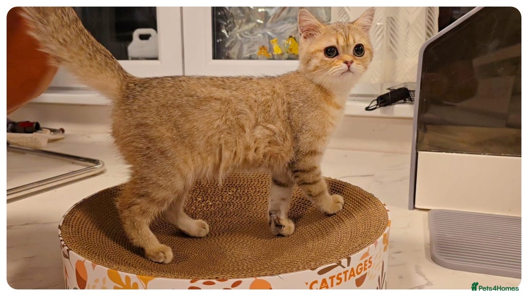 Scottish Fold cats for sale: Adorable scottish fold kittens(Delivery available) - Advert 23