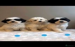 Lhasa Apso dogs for sale: Lhasa apso puppies  - Image 2