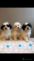 Lhasa Apso dogs - Advert 1